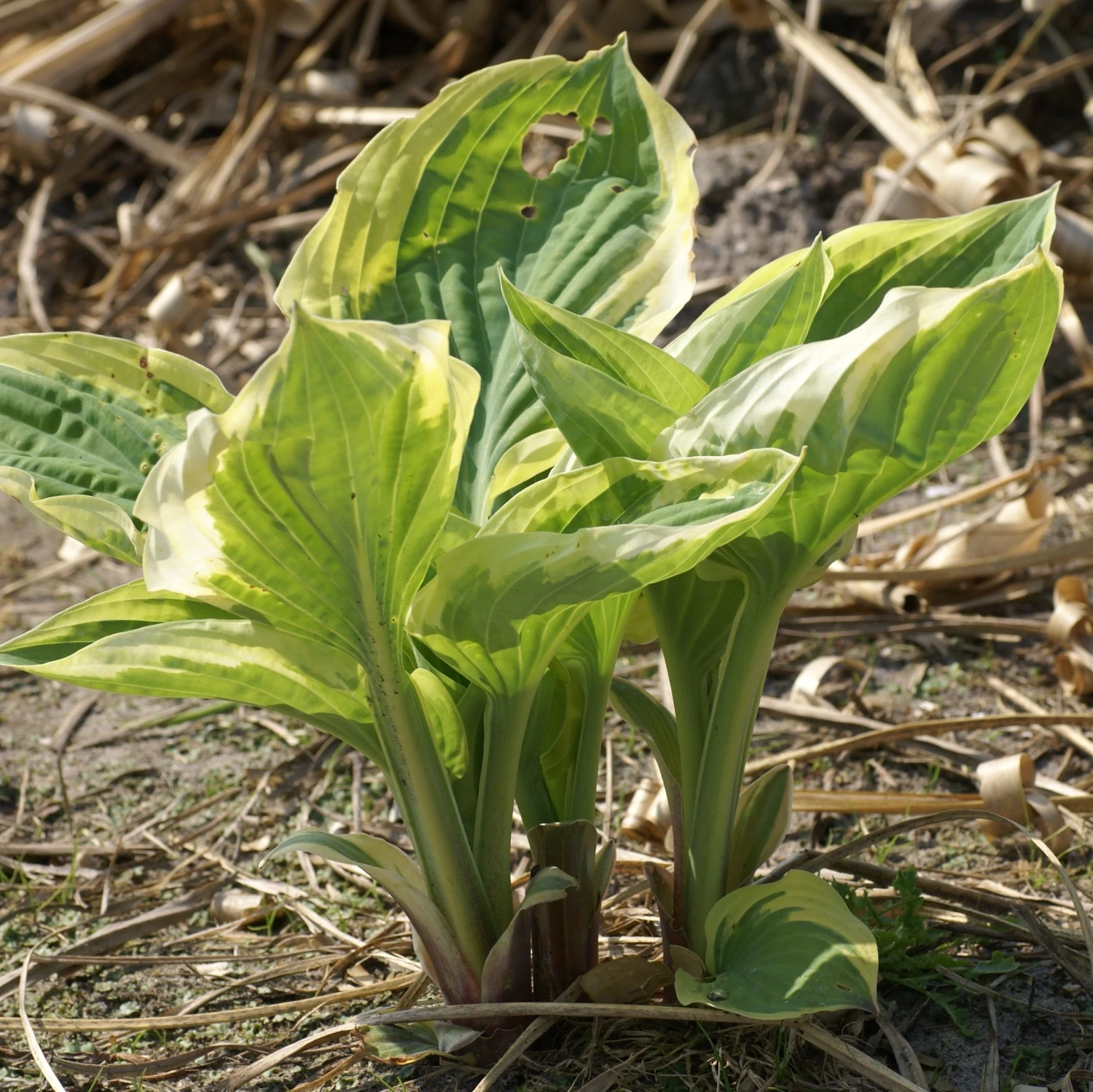 Hosta ''Strawberry Surprise' - Pack Of 3 Bare Root 1 Hosta ''Strawberry Surprise' - Pack Of 3 Bare Root