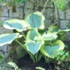 Hosta 'Summer In Georgia'- Pack Of 3 Bare Root