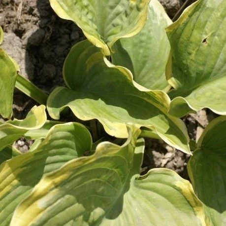 Hosta 'The King' - Pack Of 3 Bare Root 2 Hosta 'The King' - Pack Of 3 Bare Root - Image 2