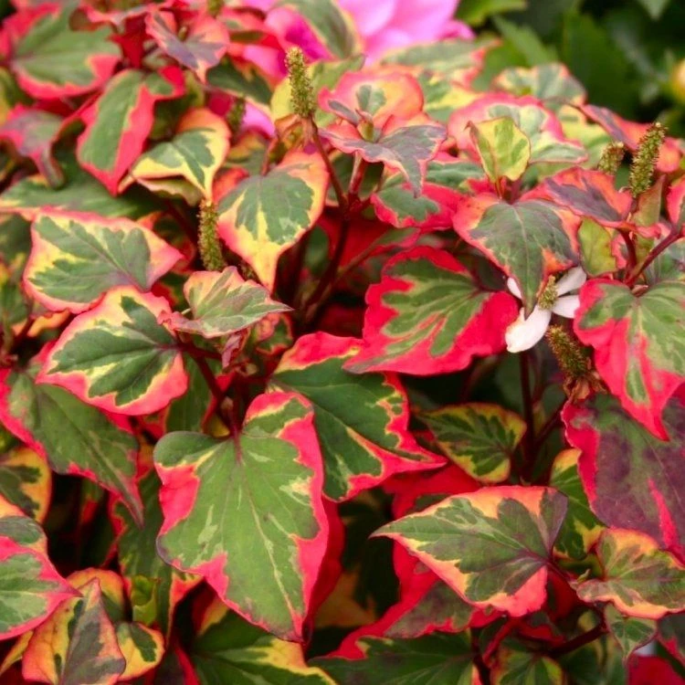 Houttuynia Cordata 'Chameleon' - Pack Of THREE 1 Houttuynia Cordata 'Chameleon' - Pack Of THREE