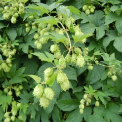 Humulus Lupulus - Common Hop
