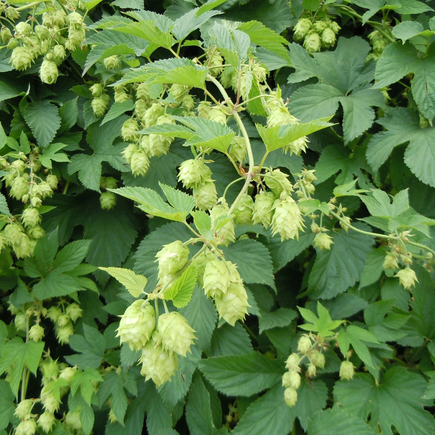Humulus Lupulus - Common Hop 1 Humulus Lupulus - Common Hop