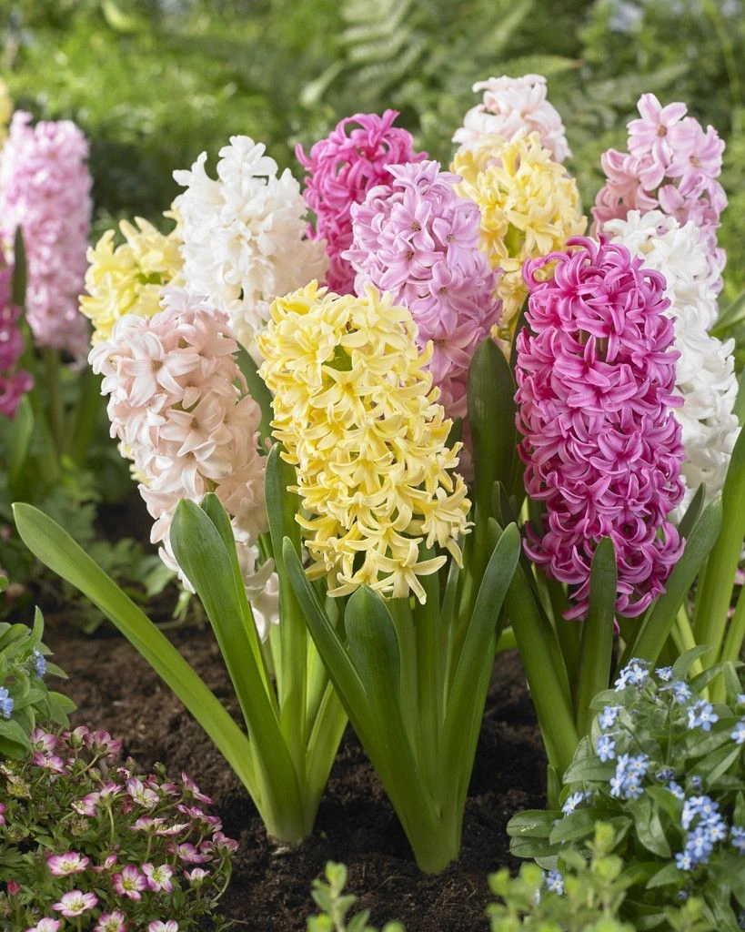 Designer Collection: Sweet Candy Pastel Mixed Hyacinths - Pack Of 8 Bulbs 1 Designer Collection: Sweet Candy Pastel Mixed Hyacinths - Pack Of 8 Bulbs