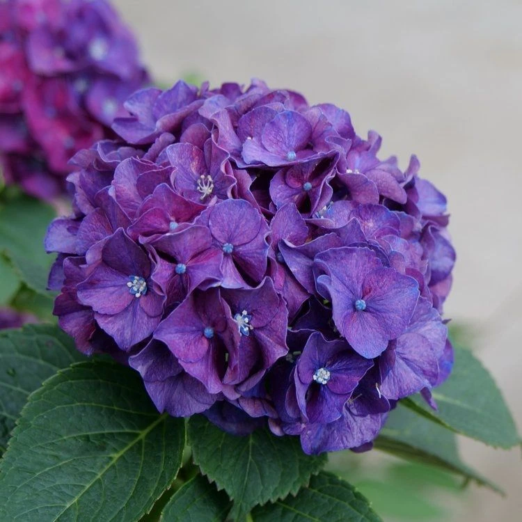 SPECIAL DEAL - Hydrangea PURPLE TRIUMPH - Giant Flowered Mauve Mophead Hydrangea - XXXL Plants 2 SPECIAL DEAL - Hydrangea PURPLE TRIUMPH - Giant Flowered Mauve Mophead Hydrangea - XXXL Plants - Image 2