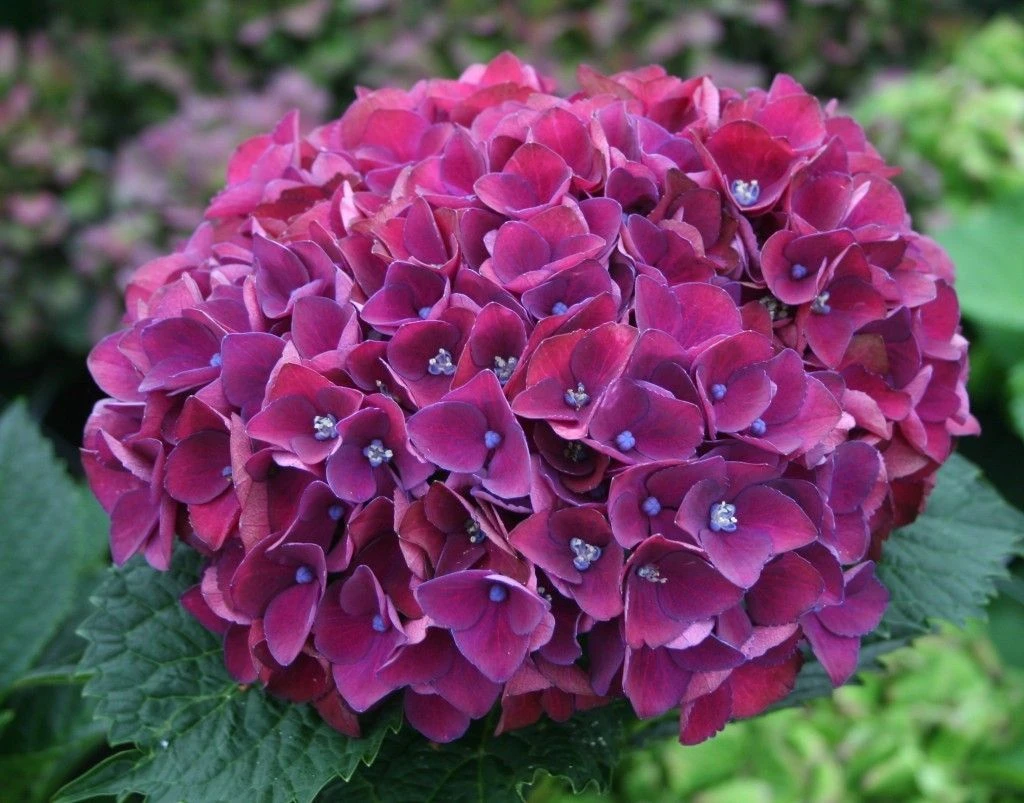 SPECIAL DEAL - Hydrangea PURPLE TRIUMPH - Giant Flowered Mauve Mophead Hydrangea - XXXL Plants 1 SPECIAL DEAL - Hydrangea PURPLE TRIUMPH - Giant Flowered Mauve Mophead Hydrangea - XXXL Plants