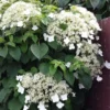 Hydrangea Anomala Petiolaris - Climbing Hydrangea - Circa 80-100cms Tall