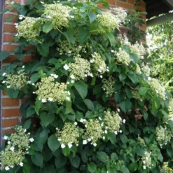 Hydrangea Anomala Petiolaris - Climbing Hydrangea - Circa 80-100cms Tall 6 Hydrangea Anomala Petiolaris - Climbing Hydrangea - Circa 80-100cms Tall -Outlet Plant Store hydrangea petiolaris climbing hydrangea 3