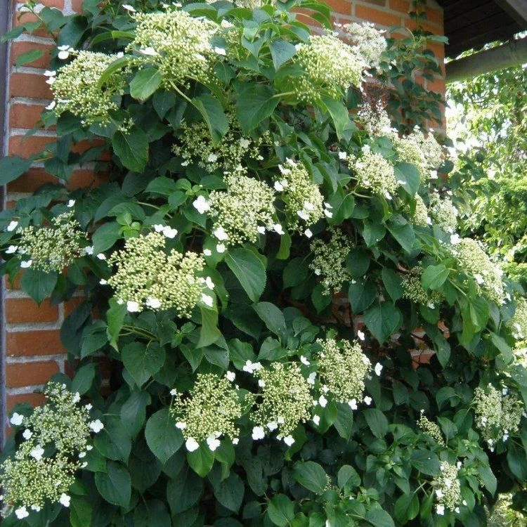 Hydrangea Anomala Petiolaris - Climbing Hydrangea - Circa 80-100cms Tall 3 Hydrangea Anomala Petiolaris - Climbing Hydrangea - Circa 80-100cms Tall - Image 3