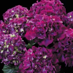 GIANT PURPLE MOPHEAD - Hydrangea Macrophylla Rodeo Deep Purple - Large Flowered Mophead Hydrangea - XXXL Plants 7 GIANT PURPLE MOPHEAD - Hydrangea Macrophylla Rodeo Deep Purple - Large Flowered Mophead Hydrangea - XXXL Plants -Outlet Plant Store hydrangea rodeo purple 3