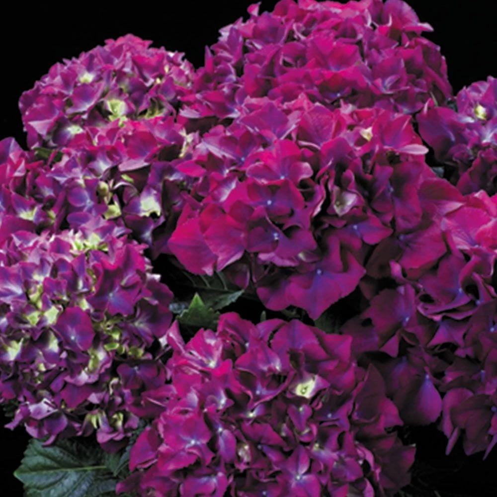 GIANT PURPLE MOPHEAD - Hydrangea Macrophylla Rodeo Deep Purple - Large Flowered Mophead Hydrangea - XXXL Plants 4 GIANT PURPLE MOPHEAD - Hydrangea Macrophylla Rodeo Deep Purple - Large Flowered Mophead Hydrangea - XXXL Plants - Image 4