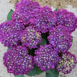GIANT PURPLE MOPHEAD - Hydrangea Macrophylla Rodeo Deep Purple - Large Flowered Mophead Hydrangea - XXXL Plants 6 GIANT PURPLE MOPHEAD - Hydrangea Macrophylla Rodeo Deep Purple - Large Flowered Mophead Hydrangea - XXXL Plants -Outlet Plant Store hydrangea rodeo purple 4