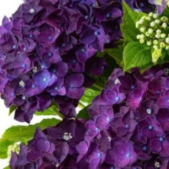 GIANT PURPLE MOPHEAD - Hydrangea Macrophylla Rodeo Deep Purple - Large Flowered Mophead Hydrangea - XXXL Plants