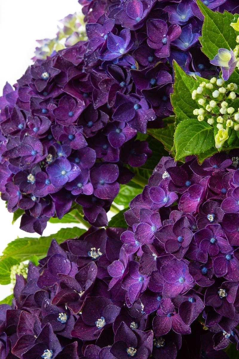 GIANT PURPLE MOPHEAD - Hydrangea Macrophylla Rodeo Deep Purple - Large Flowered Mophead Hydrangea - XXXL Plants 2 GIANT PURPLE MOPHEAD - Hydrangea Macrophylla Rodeo Deep Purple - Large Flowered Mophead Hydrangea - XXXL Plants - Image 2