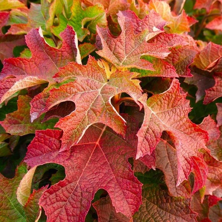 Hydrangea Quercifolia Ruby Slippers - Oakleaf Hydrangea 2 Hydrangea Quercifolia Ruby Slippers - Oakleaf Hydrangea - Image 2