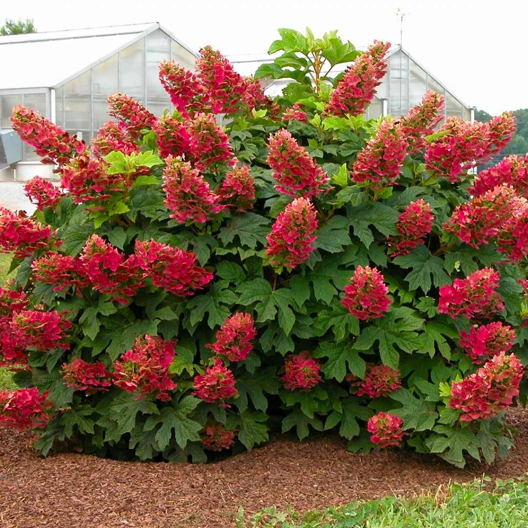 Hydrangea Quercifolia Ruby Slippers - Oakleaf Hydrangea 1 Hydrangea Quercifolia Ruby Slippers - Oakleaf Hydrangea