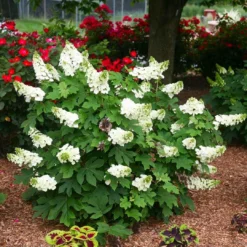 Hydrangea Quercifolia Ruby Slippers - Oakleaf Hydrangea 5 Hydrangea Quercifolia Ruby Slippers - Oakleaf Hydrangea -Outlet Plant Store hydrangea ruby slippers1 1