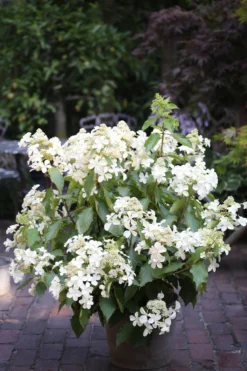 Hydrangea Paniculata 'Butterfly' -Outlet Plant Store hydrangea paniculata butterfly2 scaled