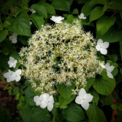 Hydrangea Petiolaris - Climbing Hydrangea - Extra Large 5-7ft Plant -Outlet Plant Store hydrangea petiolaris 1 1 2