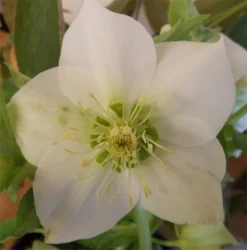 Helleborus Orientalis 'Iced Lime' - Hellebore - NEW & EXCLUSIVE