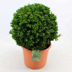 Topiary Ball - Ilex Crenata Green Glory Luxus - Box Leaved Japanese Holly -Outlet Plant Store ilex crenata balls 3