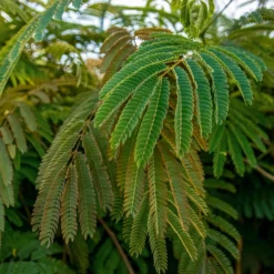 Albizia Julibrissin Rosea - Silk Tree Albizzia Tree -Outlet Plant Store img 0035 scaled