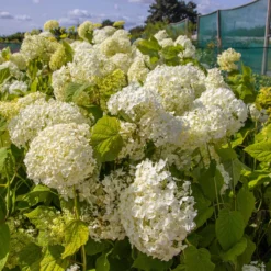 Hydrangea Annabelle - Pack Of THREE Large Flowered Hydrangea Plants -Outlet Plant Store img 0064 scaled