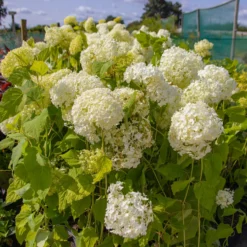 Hydrangea Annabelle - Pack Of THREE Large Flowered Hydrangea Plants -Outlet Plant Store img 0068 scaled