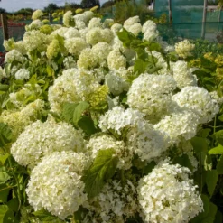 Hydrangea Annabelle - Pack Of THREE Large Flowered Hydrangea Plants -Outlet Plant Store img 0071 scaled