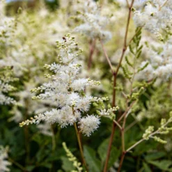 Astilbe Snowdrift -Outlet Plant Store img 0133 scaled