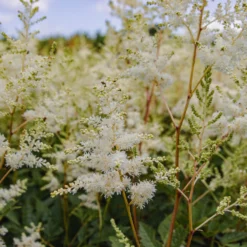 Astilbe Snowdrift -Outlet Plant Store img 0135 scaled