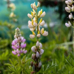 Lupin Tutti Frutti - Collection Of FIVE Plants In Assorted Colours 13 Lupin Tutti Frutti - Collection Of FIVE Plants In Assorted Colours -Outlet Plant Store img 0150 scaled