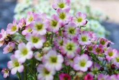 Saxifraga Mossy - Pack Of SIX Cushion Saxifrage Plants -Outlet Plant Store img 0253