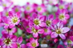 Saxifraga Mossy - Pack Of SIX Cushion Saxifrage Plants -Outlet Plant Store img 0256