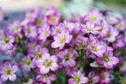 Saxifraga Mossy - Pack Of SIX Cushion Saxifrage Plants -Outlet Plant Store img 0259