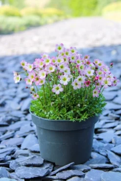 Saxifraga Mossy - Pack Of SIX Cushion Saxifrage Plants -Outlet Plant Store img 0271