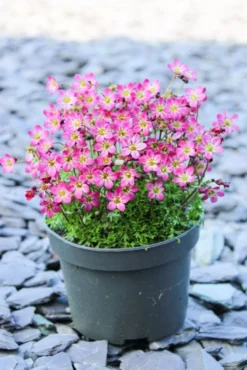 Saxifraga Mossy - Pack Of SIX Cushion Saxifrage Plants -Outlet Plant Store img 0275