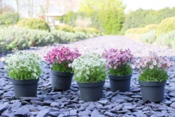 Saxifraga Mossy - Pack Of SIX Cushion Saxifrage Plants -Outlet Plant Store img 0287