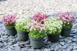 Saxifraga Mossy - Pack Of SIX Cushion Saxifrage Plants