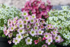 Saxifraga Mossy - Pack Of SIX Cushion Saxifrage Plants -Outlet Plant Store img 0304