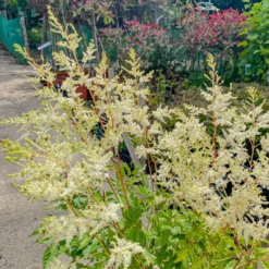 Astilbe Snowdrift -Outlet Plant Store img 0751 scaled