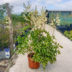 Astilbe Snowdrift -Outlet Plant Store img 0757 scaled