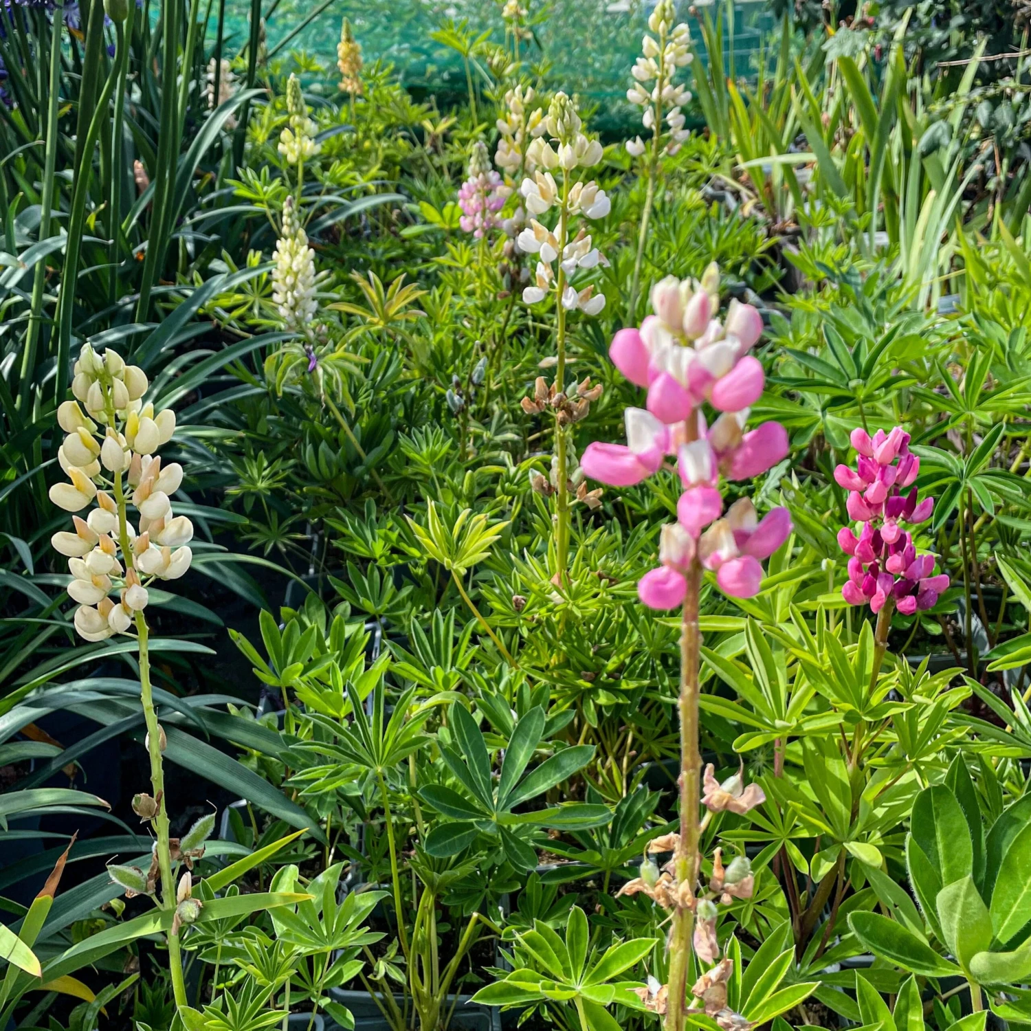 Lupin Tutti Frutti - Collection Of FIVE Plants In Assorted Colours 5 Lupin Tutti Frutti - Collection Of FIVE Plants In Assorted Colours - Image 5