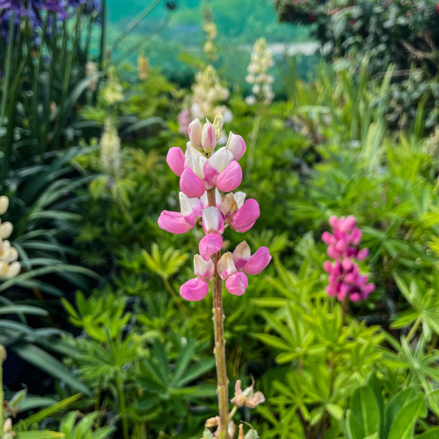 Lupin Tutti Frutti - Collection Of FIVE Plants In Assorted Colours 6 Lupin Tutti Frutti - Collection Of FIVE Plants In Assorted Colours - Image 6