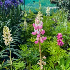 Lupin Tutti Frutti - Collection Of FIVE Plants In Assorted Colours 18 Lupin Tutti Frutti - Collection Of FIVE Plants In Assorted Colours -Outlet Plant Store img 0765 scaled