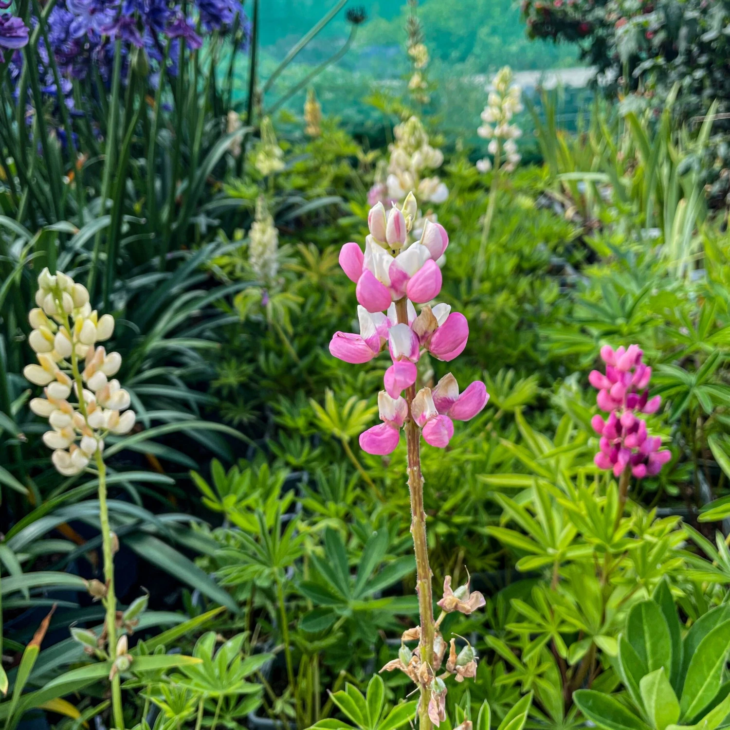 Lupin Tutti Frutti - Collection Of FIVE Plants In Assorted Colours 9 Lupin Tutti Frutti - Collection Of FIVE Plants In Assorted Colours - Image 9