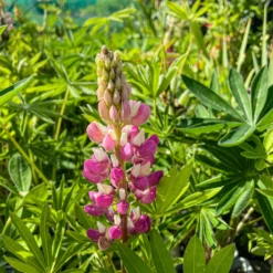 Lupin Tutti Frutti - Collection Of FIVE Plants In Assorted Colours 17 Lupin Tutti Frutti - Collection Of FIVE Plants In Assorted Colours -Outlet Plant Store img 0769 scaled
