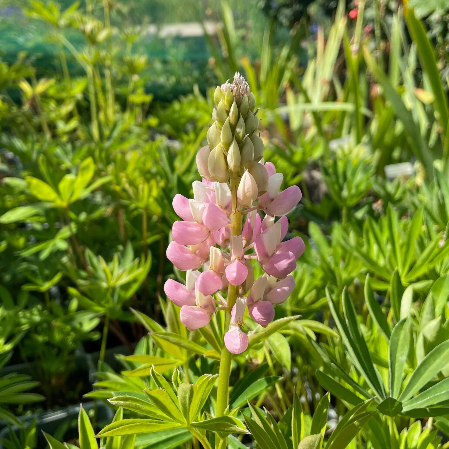 Lupin Tutti Frutti - Collection Of FIVE Plants In Assorted Colours 10 Lupin Tutti Frutti - Collection Of FIVE Plants In Assorted Colours - Image 10