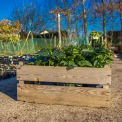 Carnival Hellebore Collection - Pack Of SIX Helleborus Plants -Outlet Plant Store img 6104 scaled