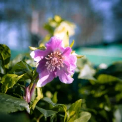 Carnival Hellebore Collection - Pack Of SIX Helleborus Plants -Outlet Plant Store img 6110 scaled