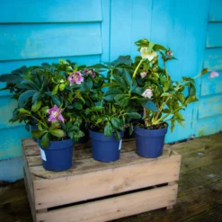 Carnival Hellebore Collection - Pack Of SIX Helleborus Plants -Outlet Plant Store img 6116 scaled